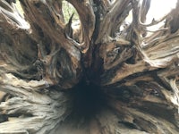 a tree trunk with a hole in it